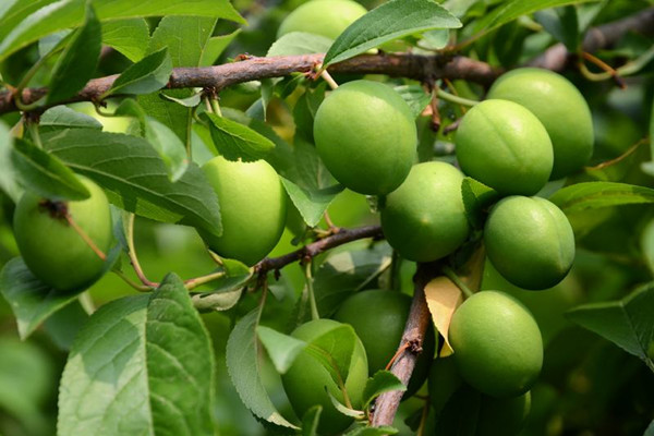 青梅怎么吃好吃,青梅怎么吃最好