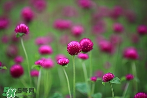 千日红的功效和作用及禁忌症,千日红有什么功效