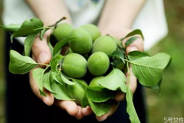 青梅如何保存,青梅如何保存长久