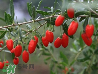 枸杞头有什么功效,枸杞头的功效和作用百度百科 枸杞头有什么功效,枸杞头的功效和作用百度百科