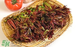 糖尿病人可以吃香椿吗,糖尿病为什么不能吃香椿 糖尿病人可以吃香椿吗,糖尿病为什么不能吃香椿