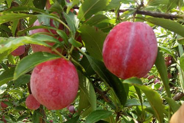 西梅可以冷冻保存吗,西梅保存方法