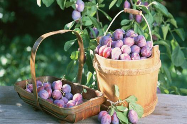 女生吃西梅有啥好处,常吃西梅对身体有什么好处 女生吃西梅有啥好处,常吃西梅对身体有什么好处