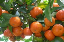 橘子一天吃几个为宜,橘子一天吃几个合适