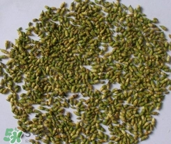 槐米的作用和功效,槐米的功效和作用点的功效和作用