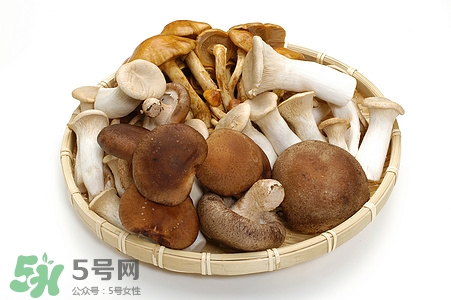 怀孕能吃杏鲍菇么,孕初期可以吃杏鲍菇吗? 怀孕能吃杏鲍菇么,孕初期可以吃杏鲍菇吗?