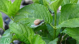 桑叶可以降血糖不?,桑叶能降血糖吗 教你桑叶用法 桑叶可以降血糖不?,桑叶能降血糖吗 教你桑叶用法