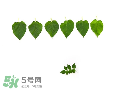 孕妇可以吃桑叶吗?,孕妇可以吃桑叶的功效和作用 孕妇可以吃桑叶吗?,孕妇可以吃桑叶的功效和作用