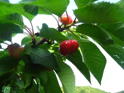 宝宝6个月可以吃车厘子吗,6个半月宝宝可以吃车厘子吗