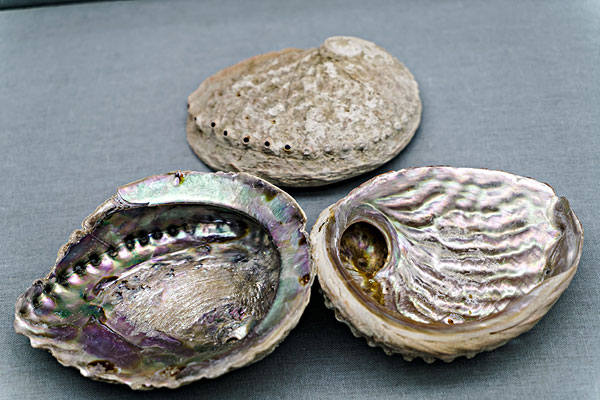 石决明的功效和作用是什么,石决明的功效和作用的功能和主治