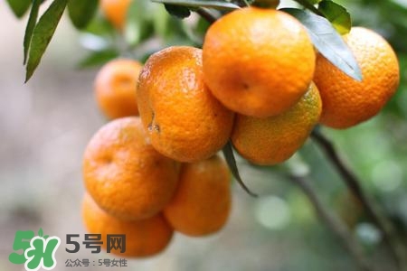 孕妇可以吃蜜桔吗,孕妇可以吃蜜桔吗中期