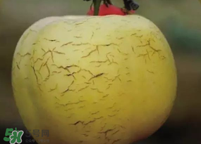 苹果裂纹能吃吗,苹果有裂纹是怎么回事可以吃吗 苹果裂纹能吃吗,苹果有裂纹是怎么回事可以吃吗