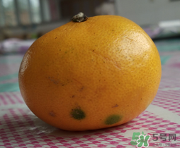 橘子发霉了能吃吗,发霉橘子旁边的橘子能吃吗