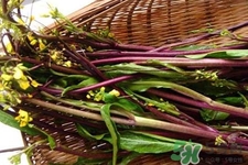 红菜苔是苦的吗,红菜苔为什么是苦的 红菜苔是苦的吗,红菜苔为什么是苦的