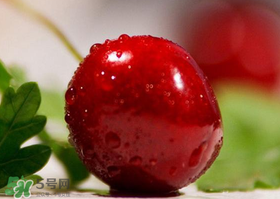 车厘子一天吃多少比较好,车厘子一日可以吃多少