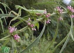 新鲜益母草煮鸡蛋有什么功效和作用,益母草煲鸡蛋有什么作用?