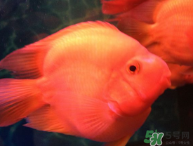 金龙鱼眼睛红了怎么回事,鱼眼睛红是怎么回事啊