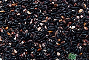 黑米能蒸米饭吗?,黑米和大米怎么蒸米饭