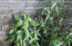 穿心莲的功效和作用是什么?,穿心莲的功效和作用,穿心莲的副作用 穿心莲的功效和作用是什么?,穿心莲的功效和作用,穿心莲的副作用