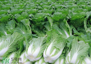 以下哪种食物会在腊月食用,哪种食物在腊月食用