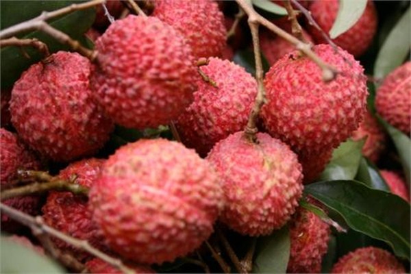 荔枝怎么泡在水里(泡荔枝的水是什么)