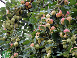 野苹果是什么样的?,野苹果长什么样 野苹果是什么样的?,野苹果长什么样