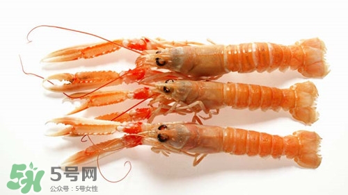 鳌虾和小龙虾的区别,鳌虾和龙虾的区别