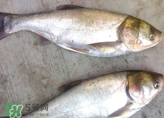 鲢鱼适合怎么吃,鲢鱼吃什么食物为主