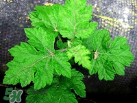 艾蒿和艾草是一个东西吗,艾草是艾蒿子吗