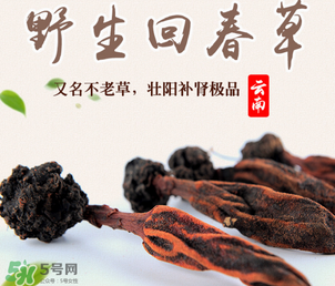 东春夏草多少钱一斤,云南回春草最好的多少钱一斤