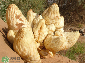 肉苁蓉和锁阳的区别在哪里,肉苁蓉和锁阳的区别 肉苁蓉和锁阳的区别在哪里,肉苁蓉和锁阳的区别