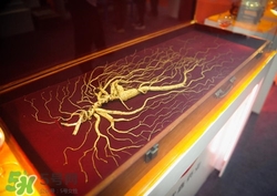 野山参属于红参还是白参,野山参和人参的区别 野山参属于红参还是白参,野山参和人参的区别