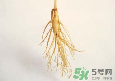 野山参怎么吃最好有哪些功效,野山参的功效和吃法 野山参怎么吃最好有哪些功效,野山参的功效和吃法