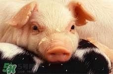 如何分辨注水肉,注水肉是怎么注水的