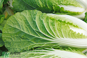 白菜叶子上的小黑点是什么能吃吗,白菜叶子上的小黑点是什么原因