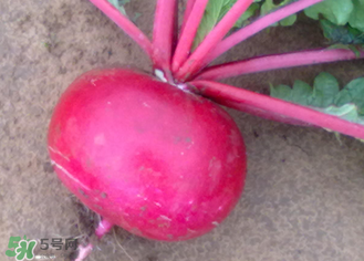 萝卜空心的原因是什么作用,萝卜空心的原因