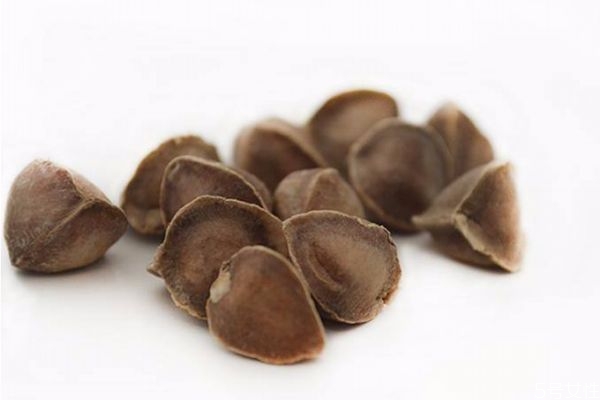 什么是辣木籽,辣木籽是什么东西?作用是什么?