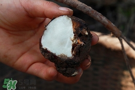 马蹄水的功效和作用,马蹄有什么作用