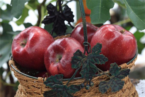 吃花牛苹果的好处,花牛苹果不适合什么人
