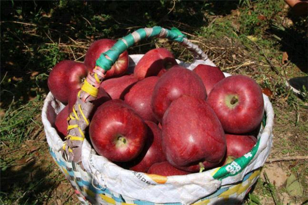花牛苹果价格多少钱一斤,正宗花牛苹果是什么样的