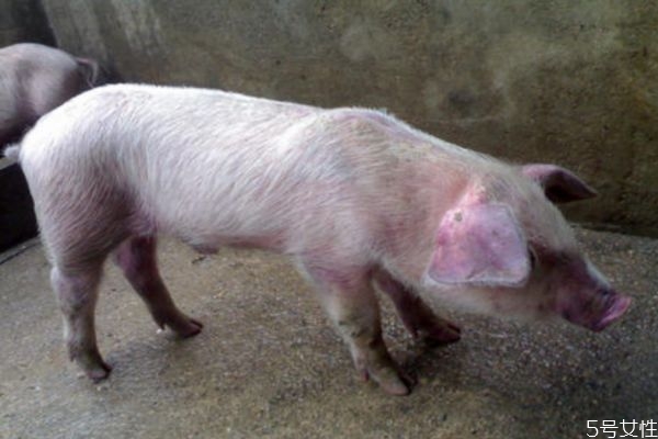 猪瘟可以传染给人吗(猪瘟可以传染给人吗)