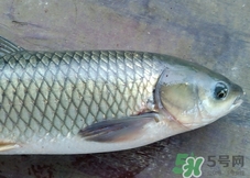 酸菜炖草鱼怎么做好吃,草鱼能做酸菜鱼吗