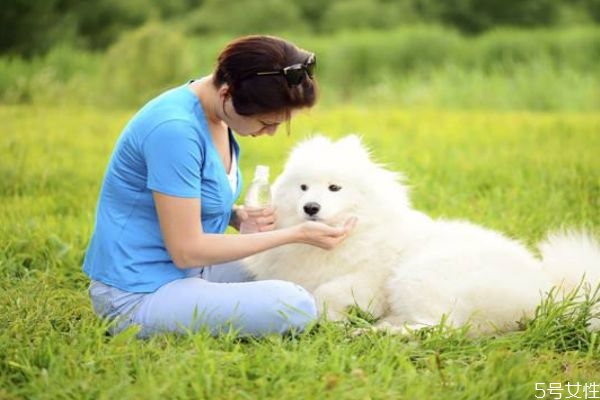 弓形虫的来源有什么呢(弓形虫主要来源)