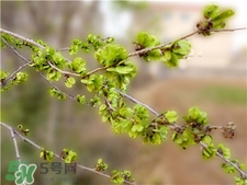 榆钱的功效和作用是什么,榆钱的药用功效