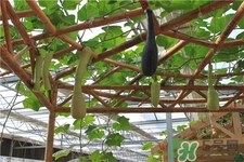 砍瓜的营养价值和功效和作用,砍瓜的功效和作用