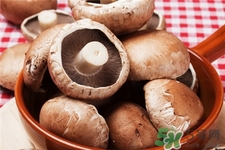 褐蘑菇的营养价值,大褐菇的营养价值 褐蘑菇的营养价值,大褐菇的营养价值