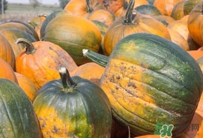 保胎能吃南瓜吗,南瓜蒂保胎的坏处