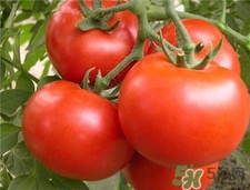 番茄内部发芽还能吃吗,番茄长芽还可以吃吗