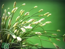 韭苔的功效和作用和韭菜,韭菜苔和韭菜的区别