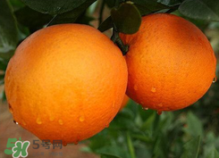 吃完橙子可以吃药吗?,吃橙子有什么作用